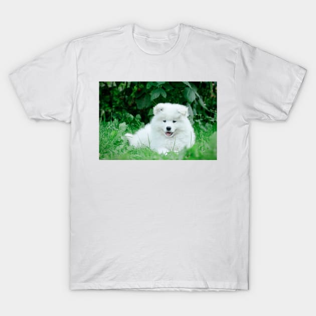 Samoyed puppies portrait T-Shirt by PetsArt